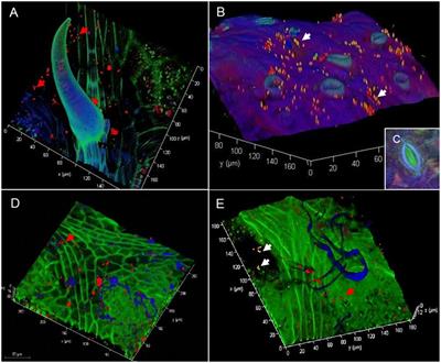 The mature phyllosphere microbiome of grapevine is associated with resistance against Plasmopara viticola